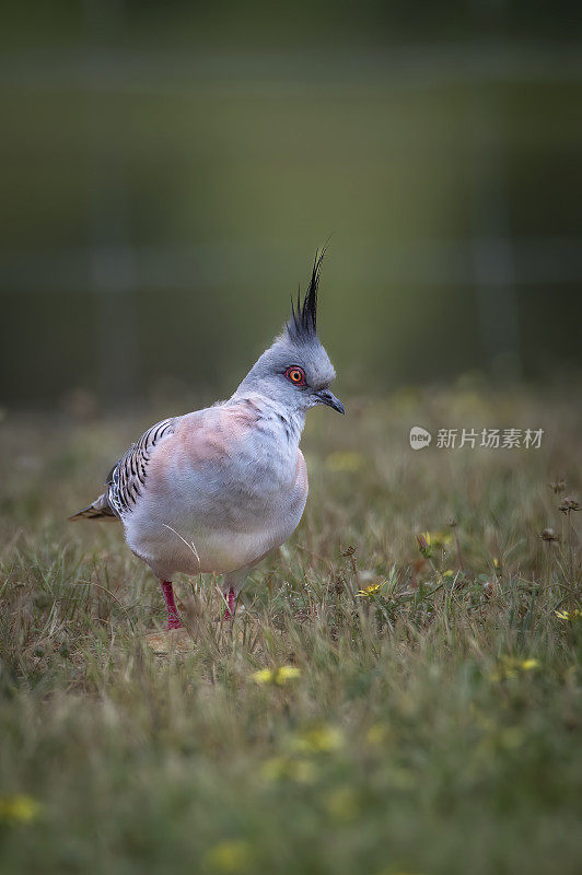 凤头鸽(Ocyphaps lophotes)